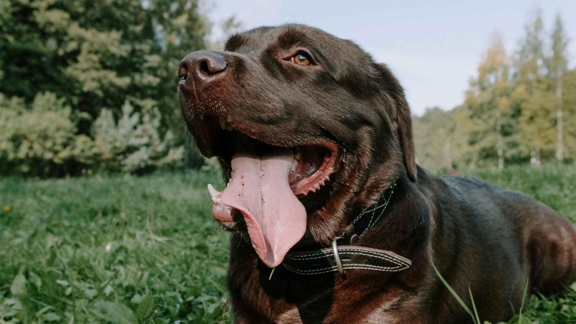 perro jadeando